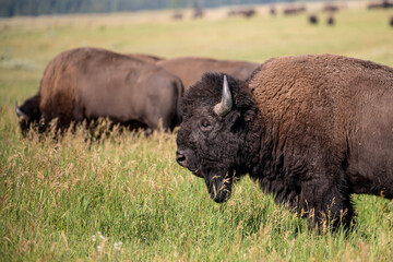Close up of a Bison in the wild