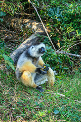 A Diademed Sifaka sitting on the ground eating fruit at Andasibe-Mantadia National Park in Madagascar