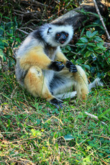 A Diademed Sifaka sitting on the ground eating fruit at Andasibe-Mantadia National Park in Madagascar