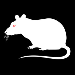 White rat on black background