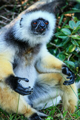A Diademed Sifaka sitting on the ground with arms outspread at Andasibe-Mantadia National Park in Madagascar