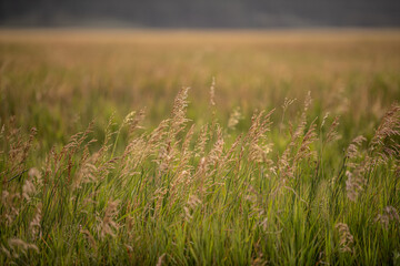 wild grass 