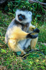 A Diademed Sifaka sitting on the ground eating fruit at Andasibe-Mantadia National Park in Madagascar