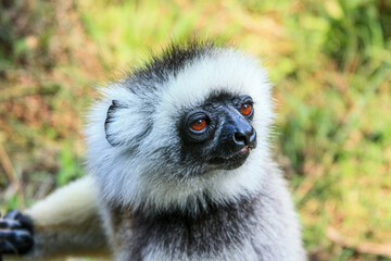 Portrait of a Diademed Sifaka at Andasibe-Mantadia National Park in Madagascar