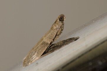 Case-bearing clothes moth Tinea pellionella. Gran Canaria. Canary Islands. Spain.