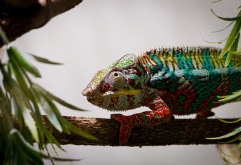 chameleon on a branch