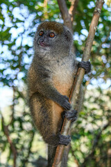 An eastern grey bamboo lemur sitting in a tree at Andasibe-Mantadia National Park in Madagascar