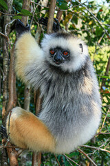 A Diademed Sifaka clings to a tree at Andasibe-Mantadia National Park in Madagascar