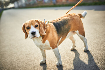 Little cute beagle on a walk in a park.