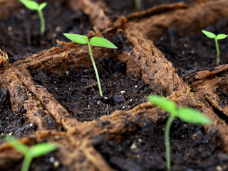 young sprouded pepper plants in wood fiber growing pots, close-up of chili seedlings