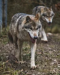 Foto op Plexiglas gray wolf in the forest © Oliver