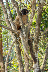 A white fronted brown lemur watching intently at Andasibe-Mantadia National Park in Madagascar