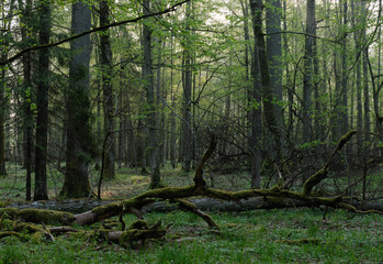 Deciduous forest in springtime sunrise