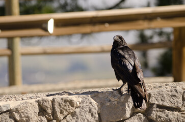 Canary Islands raven Corvus corax canariensis on a wall. The Nublo Rural Park. Tejeda. Gran Canaria. Canary Islands. Spain.