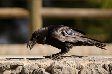 Canary Islands raven Corvus corax canariensis with leftover food. The Nublo Rural Park. Tejeda. Gran Canaria. Canary Islands. Spain.