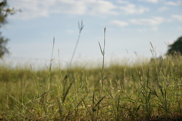 Fototapeta premium espiga de pequeña rama en el ampo paisaje natural y campo