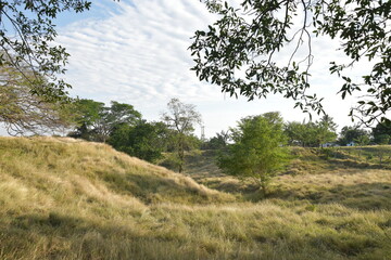 potreros con pastos secos, arboles verdes y matas en la mitad del prado