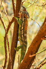 A Warty Chameleon climbs slowly up a tree near the Mandrare River in Southerm Madagascar