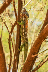 A Warty Chameleon climbs slowly up a tree near the Mandrare River in Southerm Madagascar