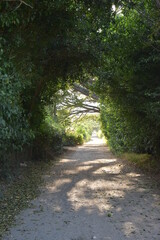 túnel de arboles por carretera destapada con al fondo el sol entrando fuerte