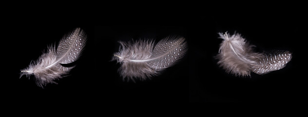 Beautiful flying delicate feathers on a black background, creative layout, soft white feathers...