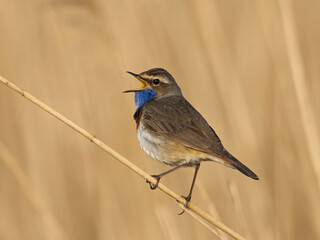 Bluethroat (svecica cyanecula)