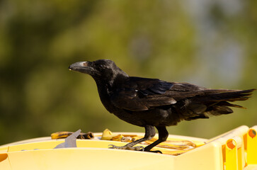 Canary Islands raven Corvus corax canariensis on a garbage container. The Nublo Rural Park. Tejeda. Gran Canaria. Canary Islands. Spain.