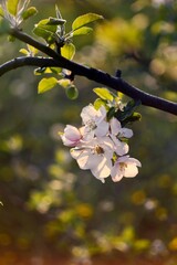 Kwitnące kwiaty jabłonek 