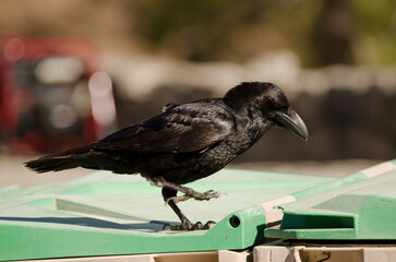 Canary Islands raven Corvus corax canariensis walking on a garbage container. The Nublo Rural Park. Tejeda. Gran Canaria. Canary Islands. Spain.