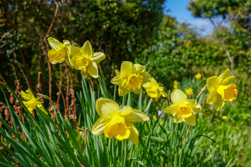 Obraz premium Close up of group of daffodil flowers in the spring 
