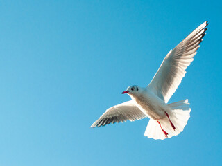 seagull flying blue sky freedom