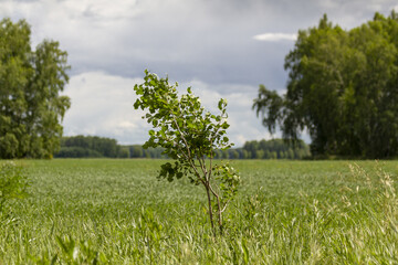 A small tree in the background of a green field and two large forests.