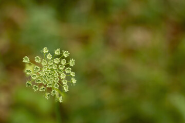 Young dill seeds in the form of an umbrella on the background of a summer meadow.