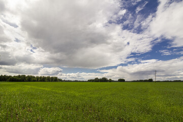 Panoramic view of light clouds over a wide green field.