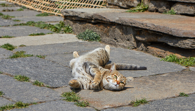 Tabby cat relaxing in front of the entrance to the house .  Tricolor female cat  in estrus calls a  male cat 