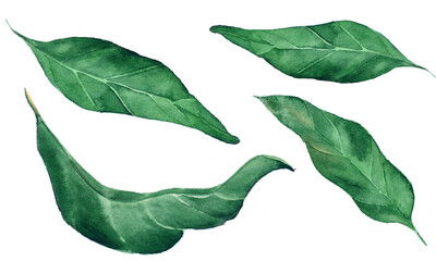 Watercolor paprika leaves clipart, hand drawn 4 green leaf. Cookbook illustration, aquarelle food art. Garden vegetable. Children book, clothes print. Raster stock image.