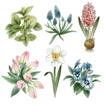 Set of spring flowers, vintage watercolor style, hand drawn vector illustration