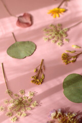 Pressed plants and flowers on pastel pink background. Selective focus.