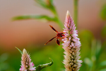 Big red insect eating on purple flower in sunny day. Macro photo of a bug in nature.