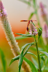 Big red insect eating on purple flower in sunny day. Macro photo of a bug in nature.