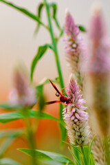 Big red insect eating on purple flower in sunny day. Macro photo of a bug in nature.