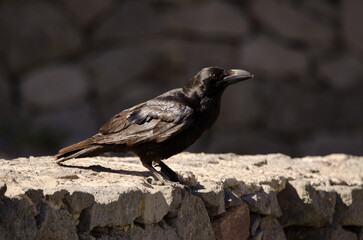 Canary Islands raven Corvus corax canariensis on a stone wall. The Nublo Rural Park. Tejeda. Gran Canaria. Canary Islands. Spain.