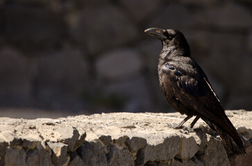 Canary Islands raven Corvus corax canariensis on a stone wall. The Nublo Rural Park. Tejeda. Gran Canaria. Canary Islands. Spain.
