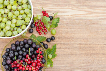 Black currant. Red currant. Gooseberry. Harvested berries in bowls.