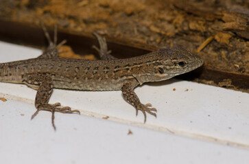 Naklejka premium Juvenile Gran Canaria giant lizard Gallotia stehlini. Cruz de Pajonales. Tejeda. Gran Canaria. Canary Islands. Spain.
