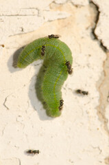 White butterfly parasite Cotesia glomerata looking to lay their eggs on a caterpillar of small white Pieris rapae. Gran Canaria. Canary Islands. Spain