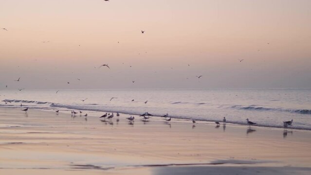 Flock of sea gull on beach during morning. Nature landscape background. At Mandvi, Kutch, India