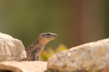 Gran Canaria giant lizard Gallotia stehlini. Male. Cruz de Pajonales. Integral Natural Reserve of Inagua. Tejeda. Gran Canaria. Canary Islands. Spain.