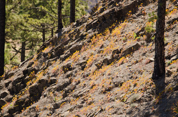 Forest of Canary Island pine Pinus canariensis and undergrowth of Aeonium simsii in flower. Inagua. Tejeda. Gran Canaria. Canary Islands. Spain.