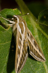 White-lined sphinx Hyles lineata on a leaf. Gran Canaria. Canary Islands. Spain.